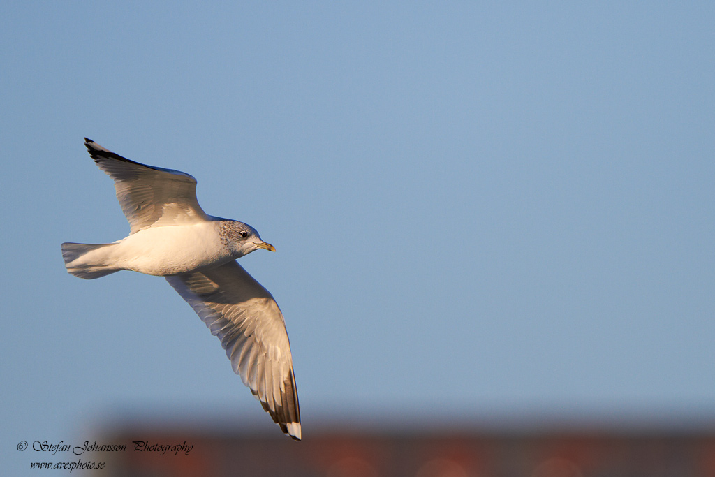 Fiskms / Common Gull Larus canus 