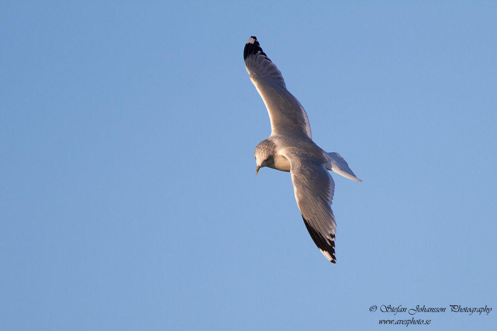 Fiskms / Common Gull Larus canus 