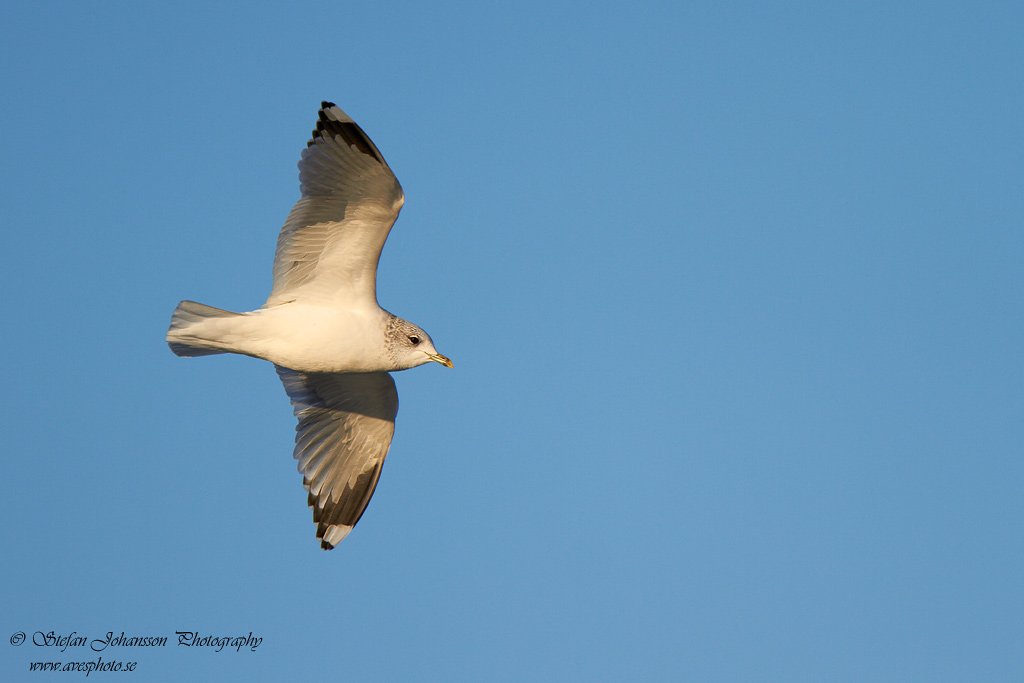 Fiskms / Common Gull Larus canus 