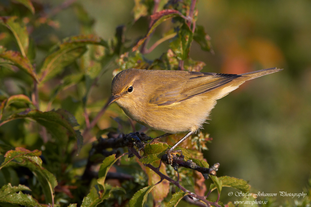 Phylloscopus collybita 