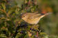 Gransngare / Chiffchaff Phylloscopus collybita 