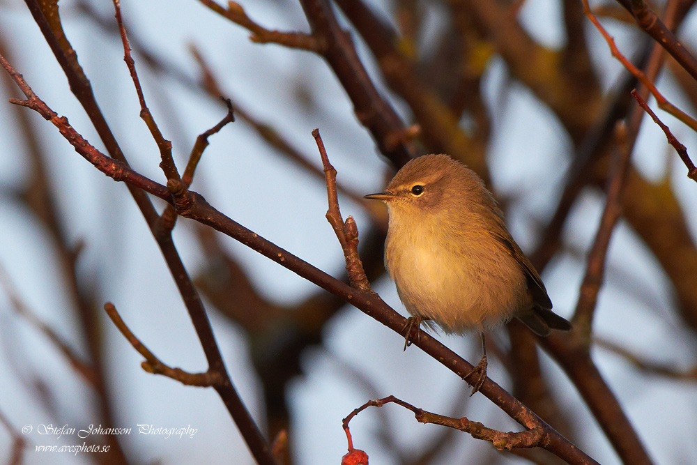 Phylloscopus collybita 