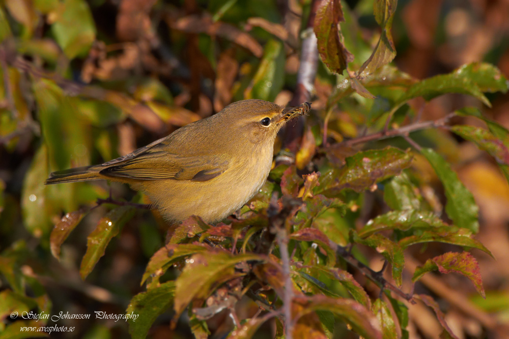 Phylloscopus collybita 