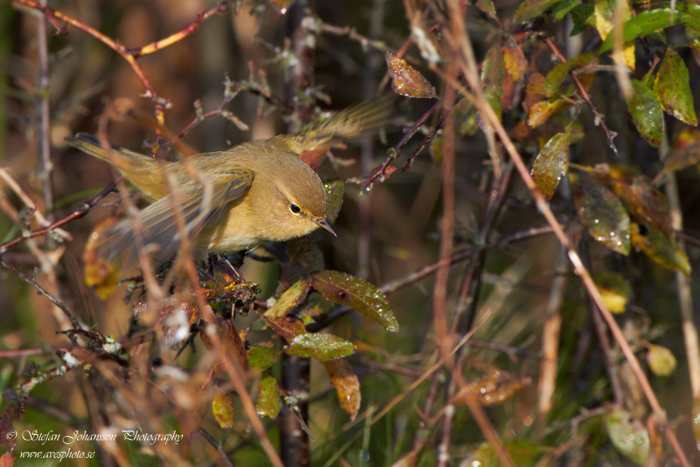 Phylloscopus collybita 