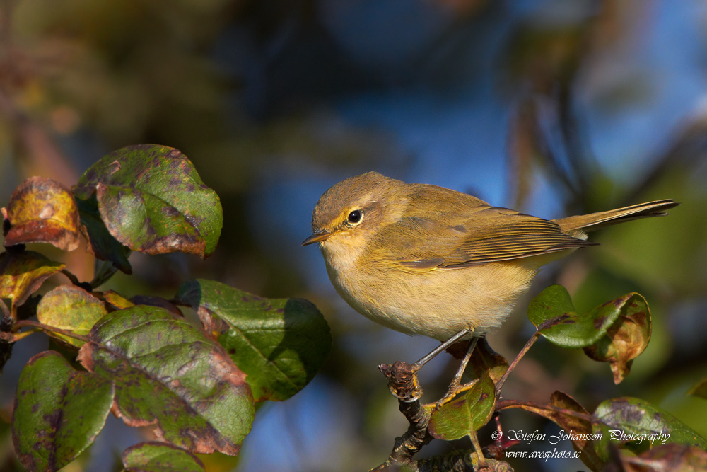 Phylloscopus collybita 