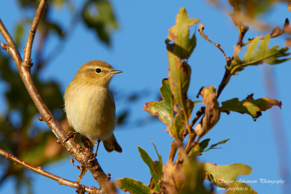 Phylloscopus collybita