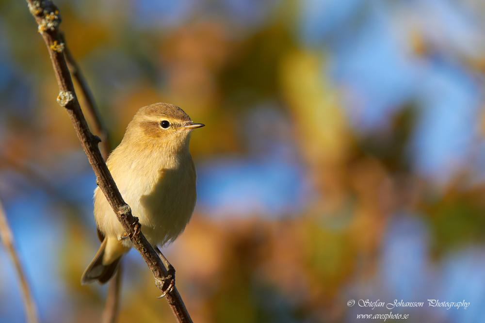 Phylloscopus collybita