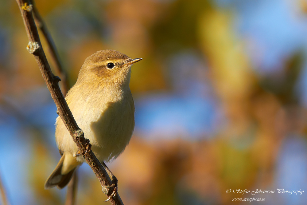 Phylloscopus collybita