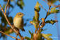 Gransngare / Chiffchaff Phylloscopus collybita 