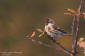 Grsiska / Redpoll Carduelis flammea cabaret 