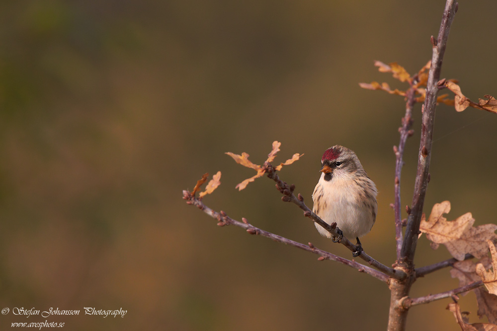 Grsiska / Redpoll Carduelis flammea cabaret 