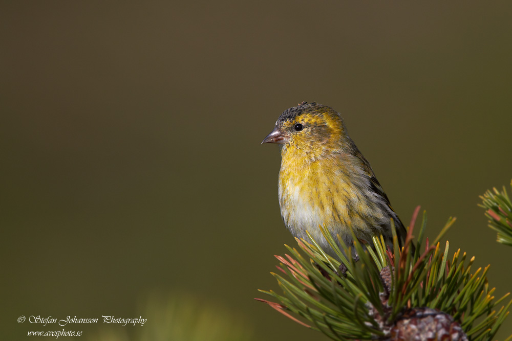 Carduelis spinus 