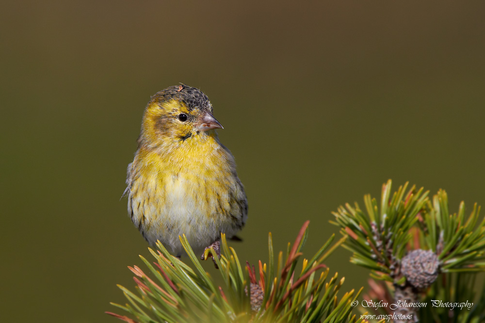 Carduelis spinus 