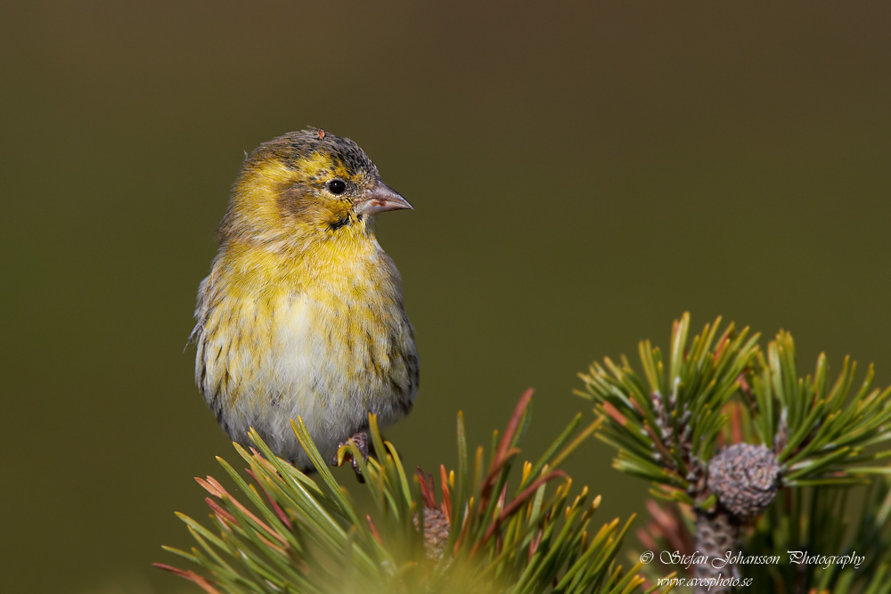 Carduelis spinus 