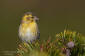 Grnsiska / Siskin Carduelis spinus 