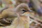 Gulrla / Yellow Wagtail Motacilla flava flava 