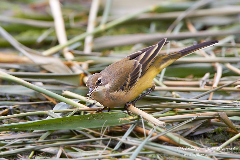 Gulrla / Yellow Wagtail Motacilla flava flava 