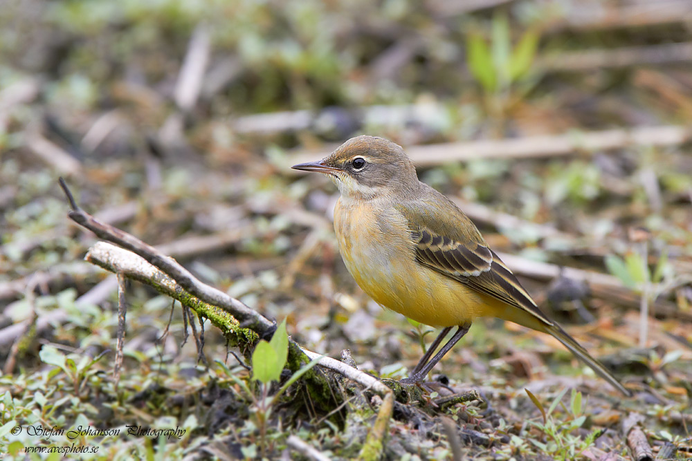 Gulrla / Yellow Wagtail Motacilla flava flava 