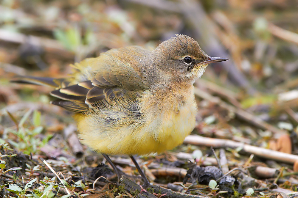 Gulrla / Yellow Wagtail Motacilla flava flava 