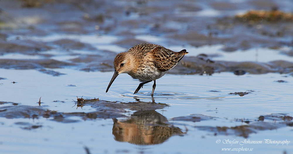 Krrsnppa / Dunlin Calidris alpina 