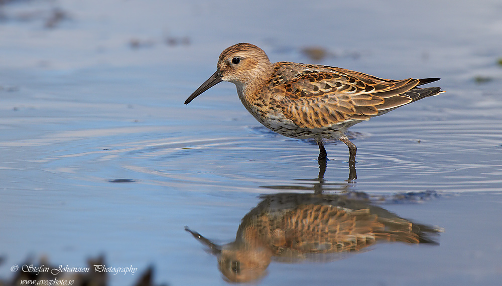 Krrsnppa / Dunlin Calidris alpina 