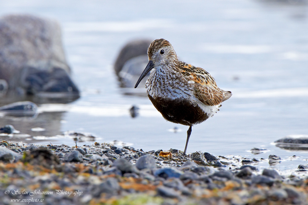 Krrsnppa / Dunlin Calidris alpina 