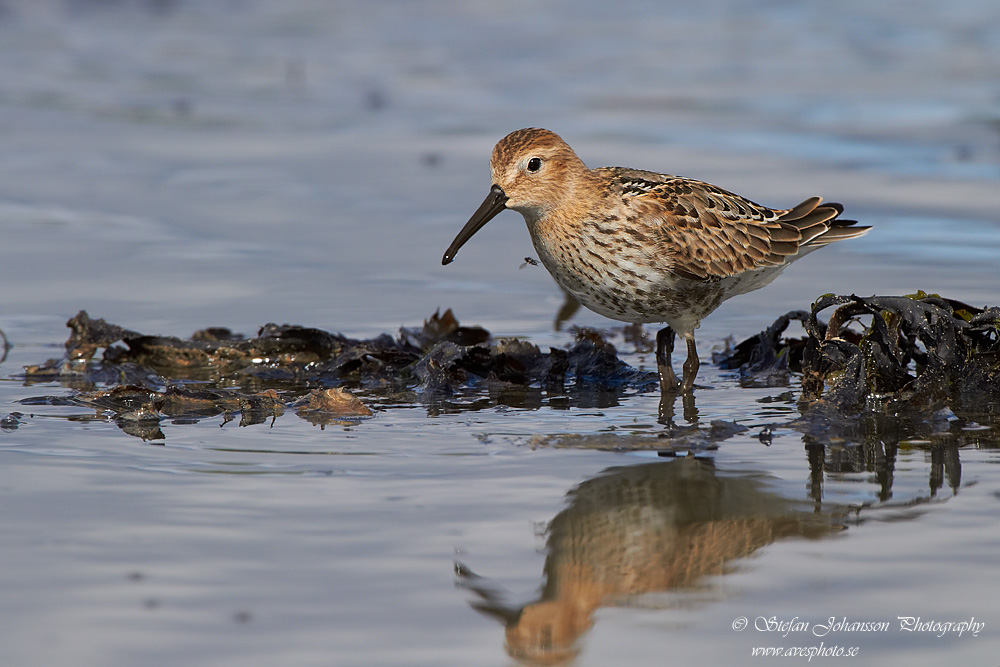 Krrsnppa / Dunlin Calidris alpina 