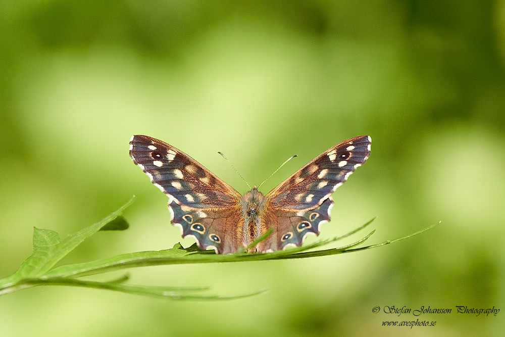 Kvickgrsfjril / Speckled Wood Pararge aegeria