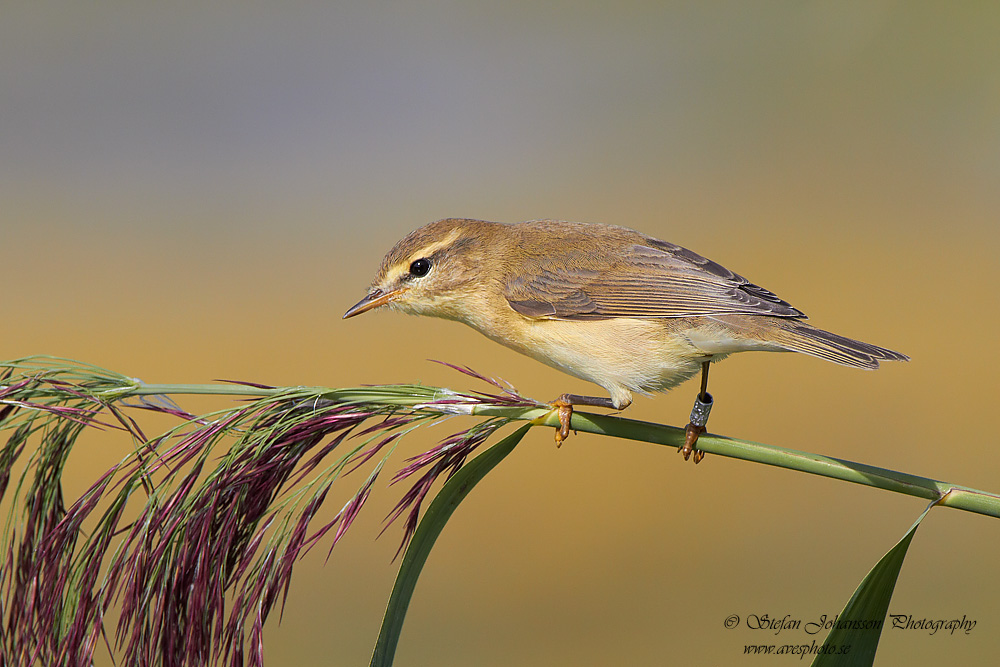 Lvsngare /  Willow Warbler Phylloscopus trochilus 