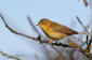 Lvsngare / Willow Warbler Phylloscopus trochilus 