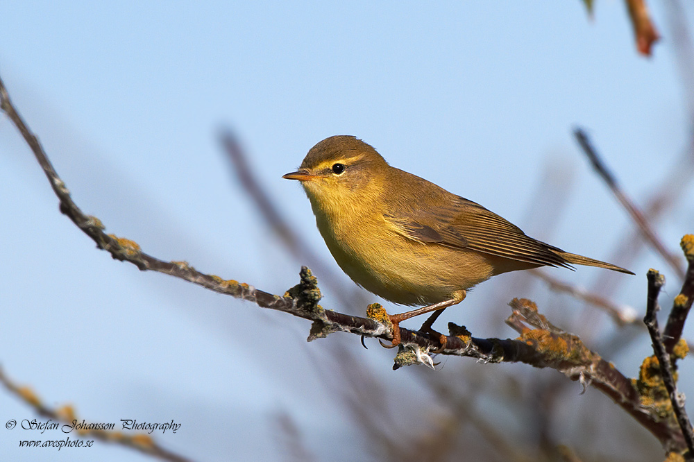 Lvsngare / Willow Warbler Phylloscopus trochilus 