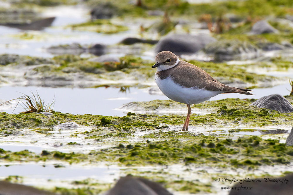 Mindre strandpipare / Little Ringed Plover Charadrius dubius 