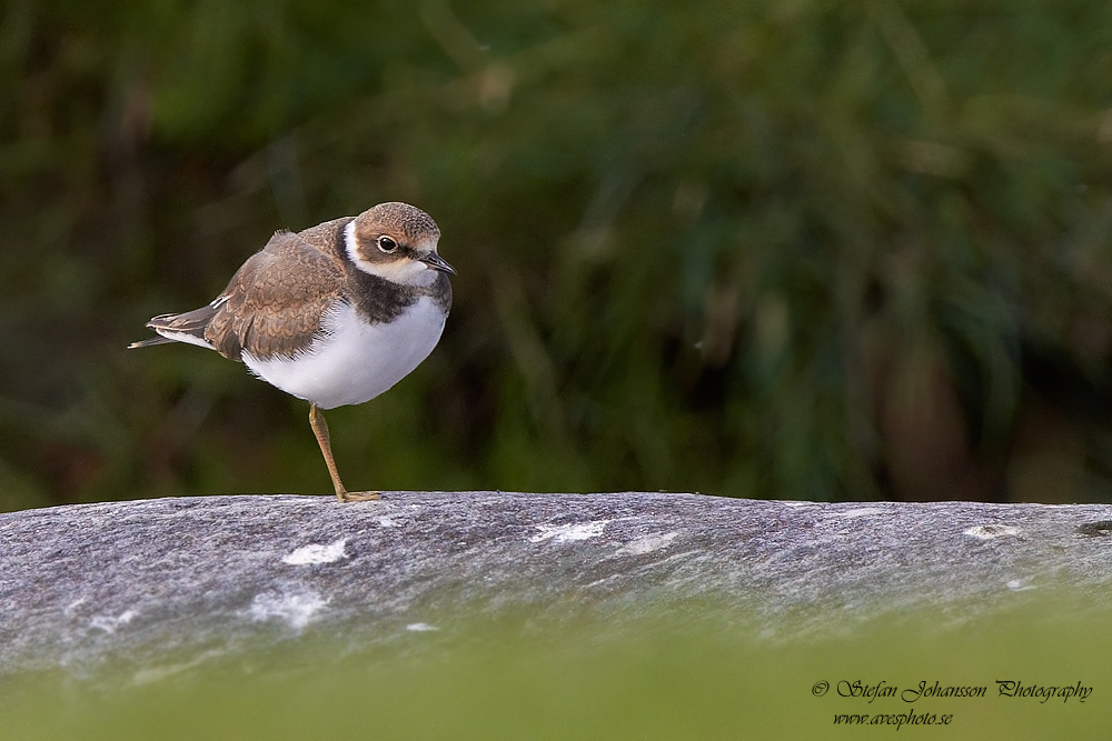 Mindre strandpipare / Little Ringed Plover Charadrius dubius 