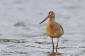 Myrspov / Bar-tailed Godwit Limosa lapponica  