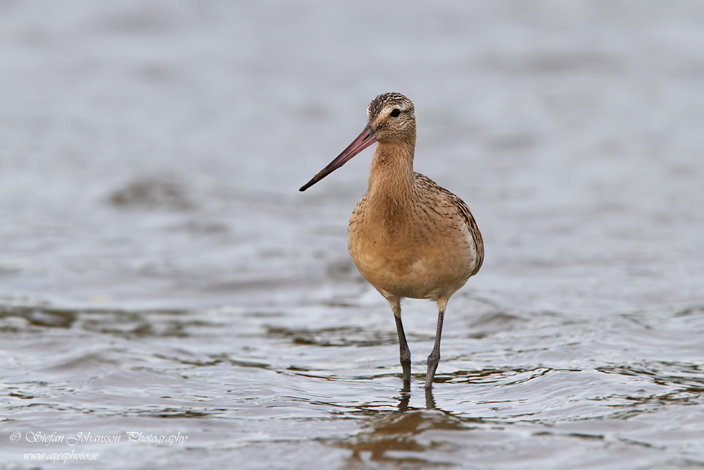 Limosa lapponica  