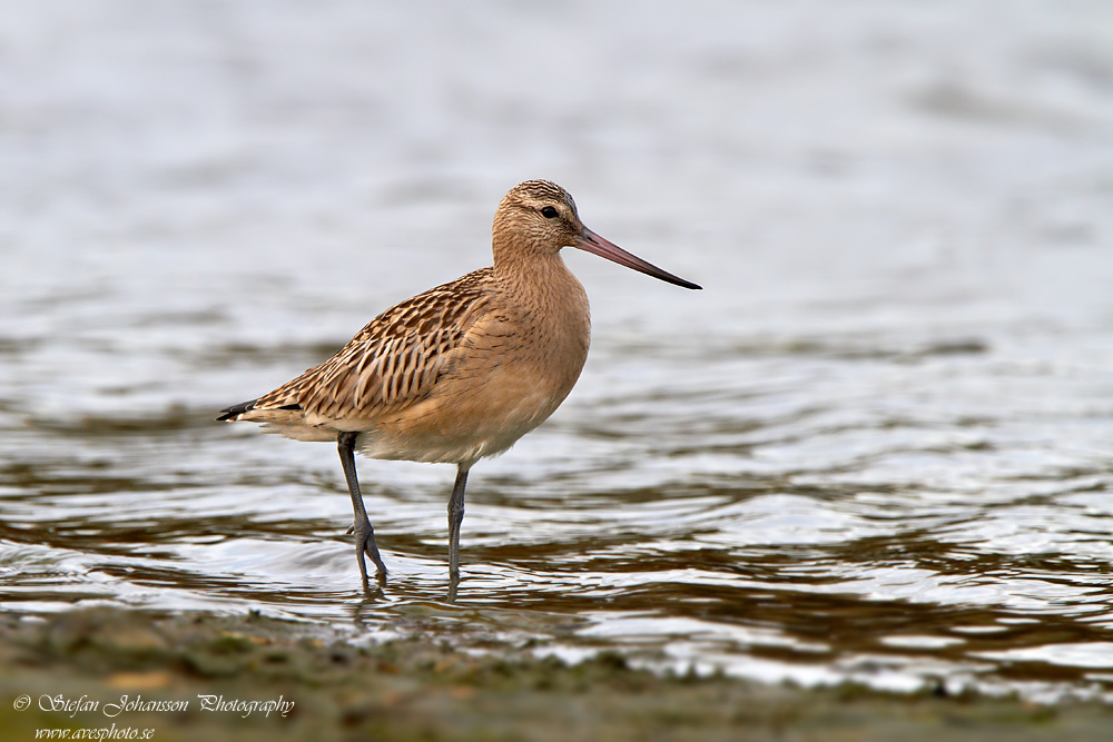 Limosa lapponica  