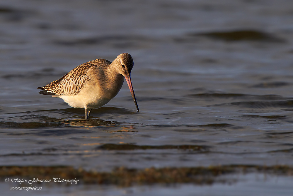 Myrspov / Bar-tailed Godwit Limosa lapponica  