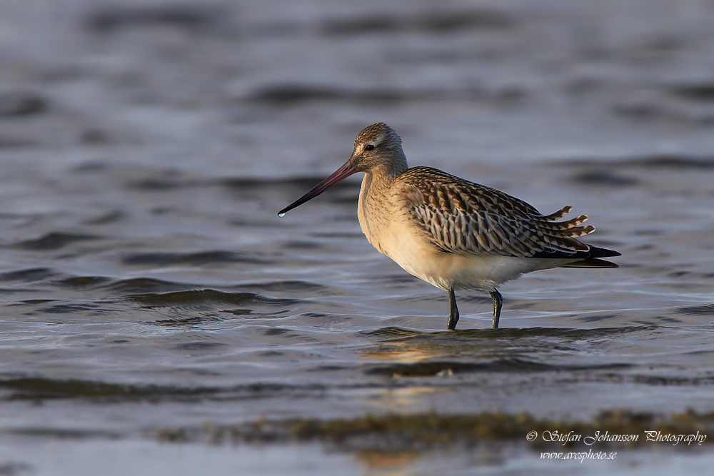 Myrspov / Bar-tailed Godwit Limosa lapponica  