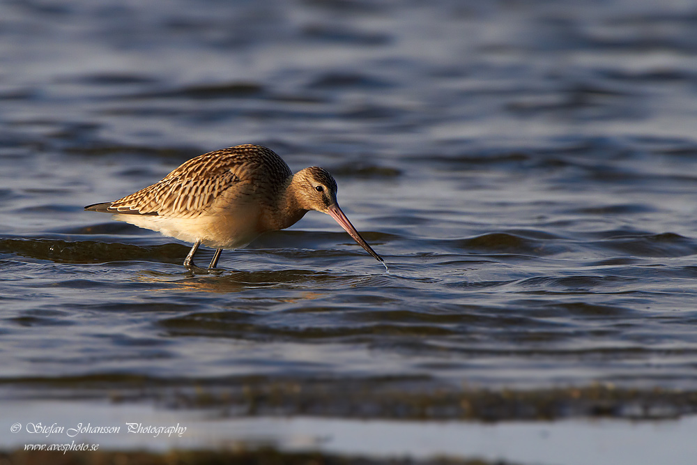 Myrspov / Bar-tailed Godwit Limosa lapponica  