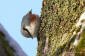 Ntvcka / Nuthatch Sitta europaea 