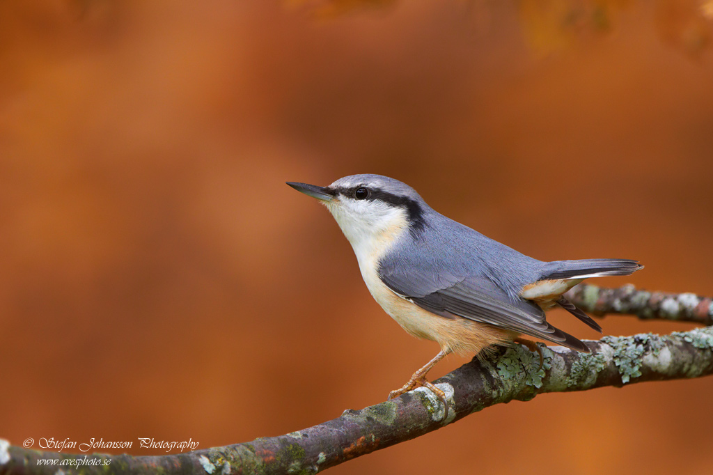 Sitta europaea 