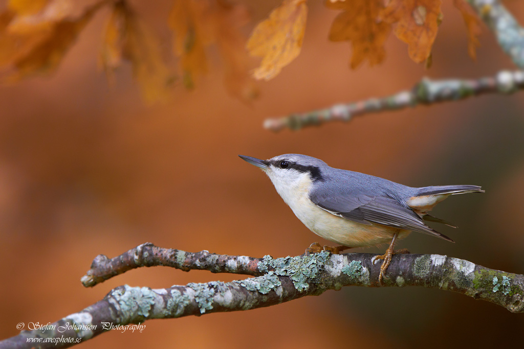 Sitta europaea 