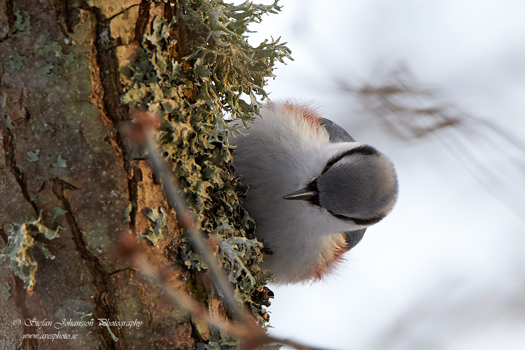 Ntvcka / Nuthatch Sitta europaea 