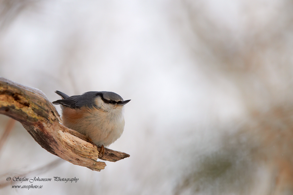 Ntvcka / Nuthatch Sitta europaea 