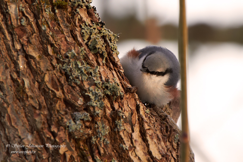 Sitta europaea 