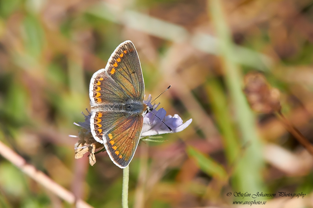 Rdflckig blvinge / Brown Argus Aricia agestis 