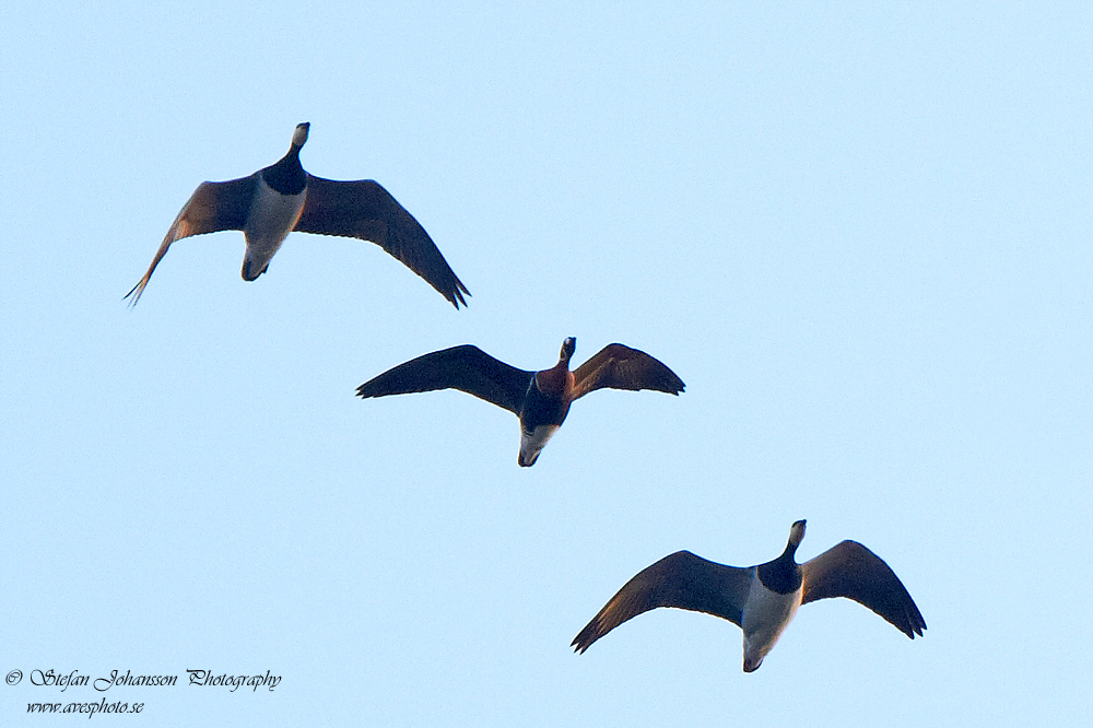 Rdhalsad gs / Red-breasted Goose 