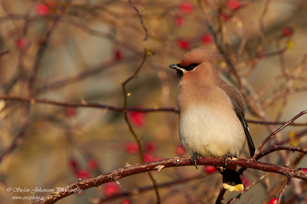 Sidensvans / Waxwing Bombycilla garrulus 