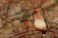 Sidensvans / Waxwing Bombycilla garrulus 