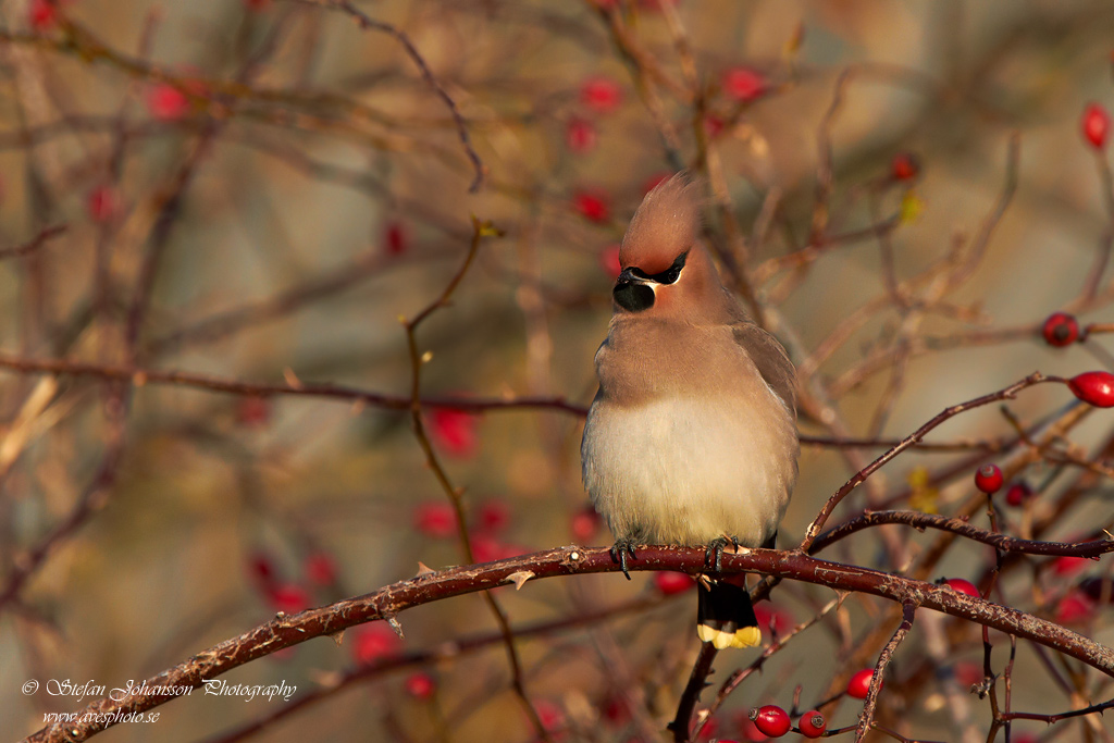 Sidensvans / Waxwing Bombycilla garrulus 